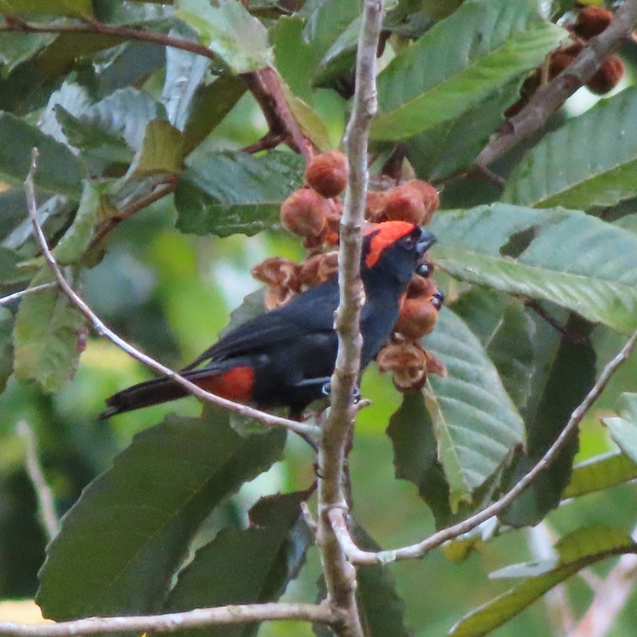 Puerto Rican Bullfinch illustration