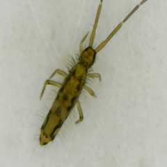 Entomobrya katzi