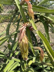 Selenicereus monacanthus