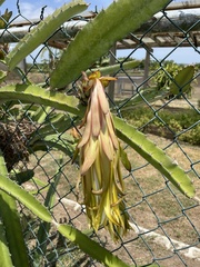 Selenicereus monacanthus