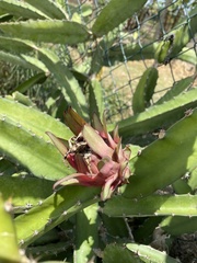 Selenicereus monacanthus