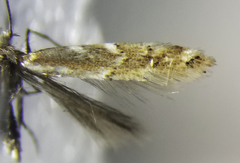 Cremastobombycia solidaginis