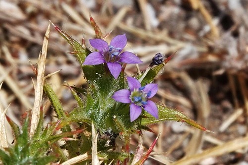 iNaturalist observation photo of Hollyleaf Pincushionplant