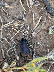Eleodes suturalis