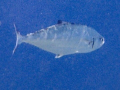 Scomberoides