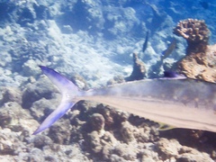 Scomberoides
