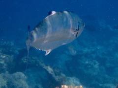 Scomberoides