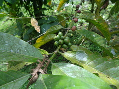 Coffea canephora