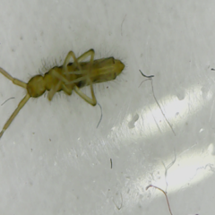 Entomobrya katzi