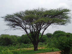 Acacia abyssinica image