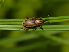Sphenophorus australis