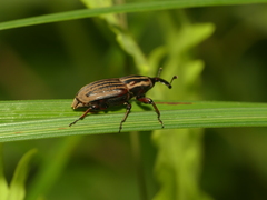 Sphenophorus australis