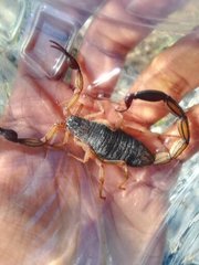 Centruroides nigrimanus