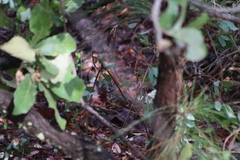 Pipilo maculatus × ocai