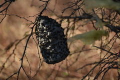 Brachygastra