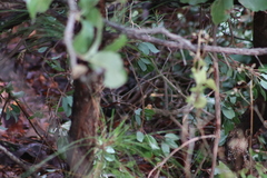 Pipilo maculatus × ocai