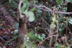 Pipilo maculatus × ocai