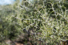 Acacia nyssophylla