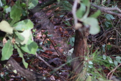 Pipilo maculatus × ocai