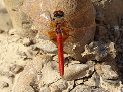 Urothemis thomasi
