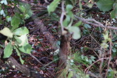 Pipilo maculatus × ocai