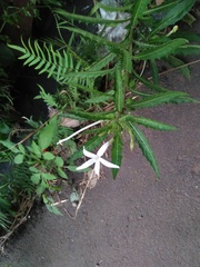 Hippobroma longiflora