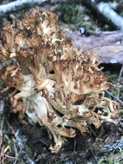 Ramaria rubripermanens
