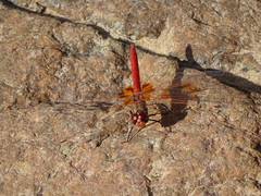 Urothemis thomasi