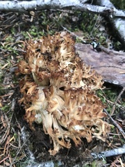 Ramaria rubripermanens