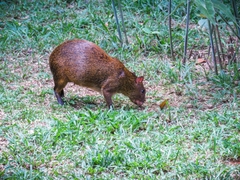 Dasyprocta variegata