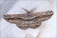 Scioglyptis loxographa