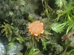 Octospora tuberculata