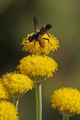 Cylindromyia bicolor