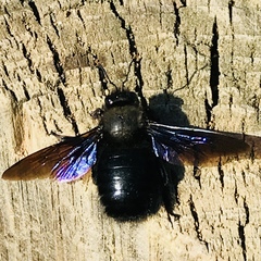 Xylocopa violacea