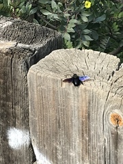 Xylocopa violacea