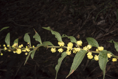 Acacia urophylla