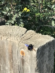 Xylocopa violacea