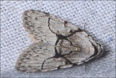 Nola delograpta