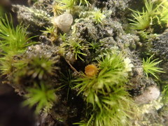 Octospora tuberculata