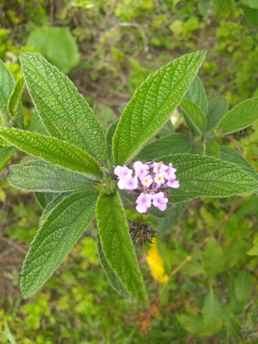 Ternate Lantana