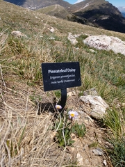 Erigeron grandiflorus