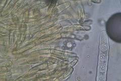 Octospora tuberculata