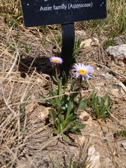Erigeron grandiflorus