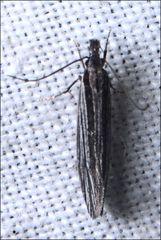 Leptosaces schistopa