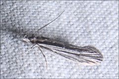 Leptosaces schistopa