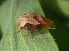 Cyrtolobus discoidalis