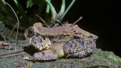 Sclerophrys togoensis