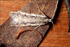 Philobota stella