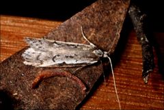 Philobota stella