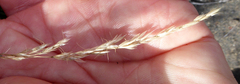Trisetum lasiorhachis